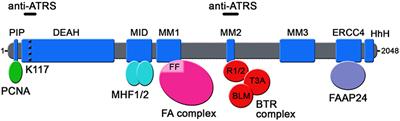 ALTernative Functions for Human FANCM at Telomeres